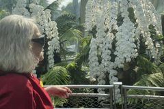 bb-orchids4