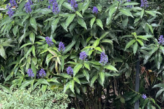 Dichorisandra-thyrsiflora-Plant-of-the-Month