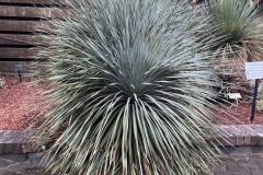 plants-2