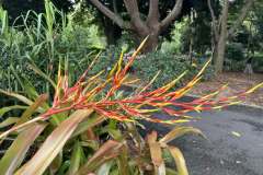 plants-3