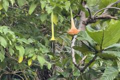 plants-4