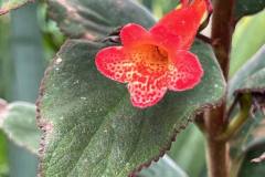 plants-5
