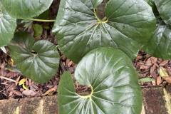 plants-6