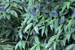 plants-7