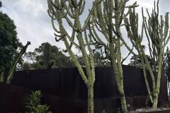 plants