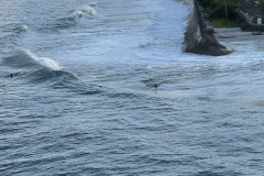 Swimmers-not-seals