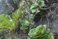 Tenerife-6