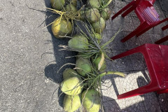 vietnam-coconuts