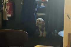 dog