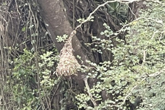 Zulu-Weaver-bird-nest